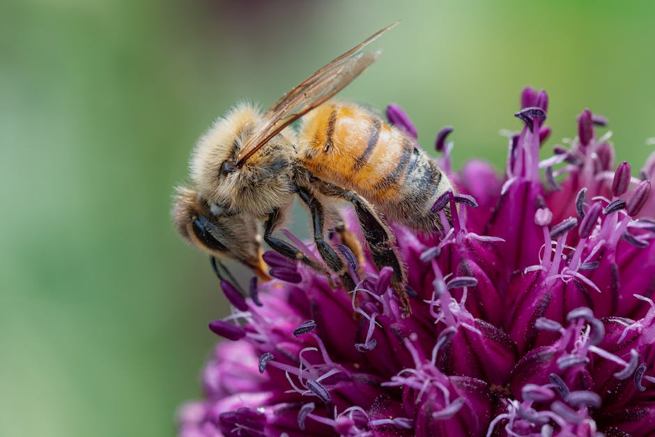 Close-up shot of a honeybee collecting nectar from a vibrant purple flower, highlighting nature's beauty.